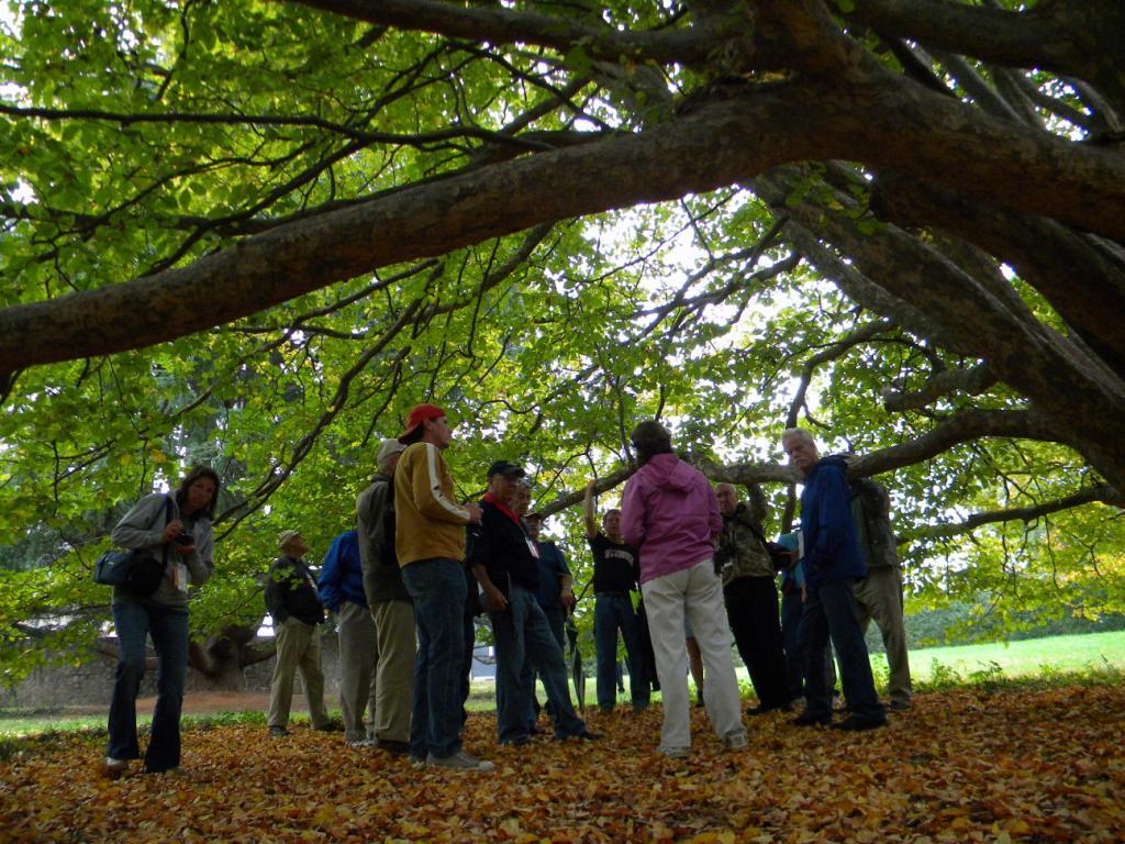 People standing under trees